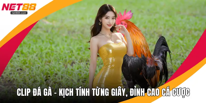 Clip Đá Gà - Kịch Tính Từng Giây, Đỉnh Cao Cá Cược